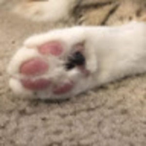 Meet your Posher, Kai